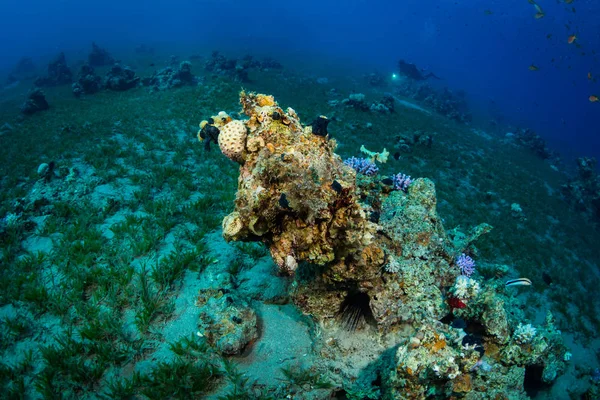 Diver Reaf Röda Havet — Stockfoto
