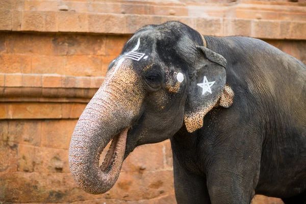 Elefante Templo Indiano Tamil Nadu — Fotografia de Stock