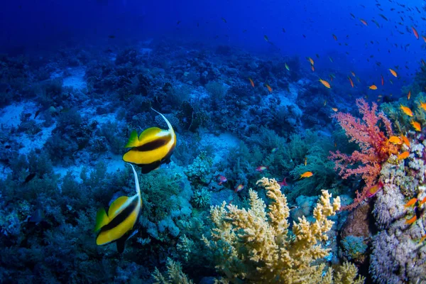 シャルムシェイク エジプト 紅海の美しいサンゴ礁 — ストック写真