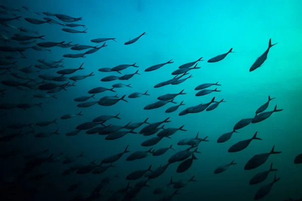 Schwärme Von Milchfischen Auf Koh Tao Thailand — Stockfoto