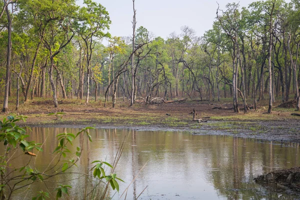 Fiume Alberi Verdi Nella Foresta Nepal — Foto Stock