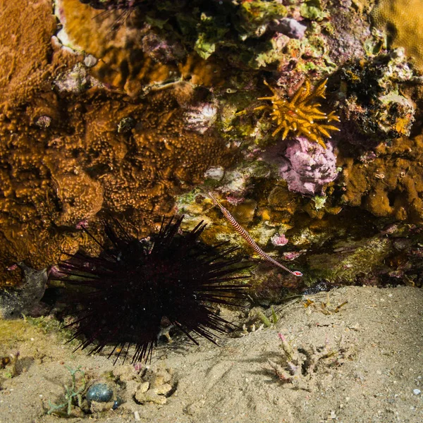 beautiful tropical fishes on background of coral reef in Red Sea, Sharm El Sheikh, Egypt