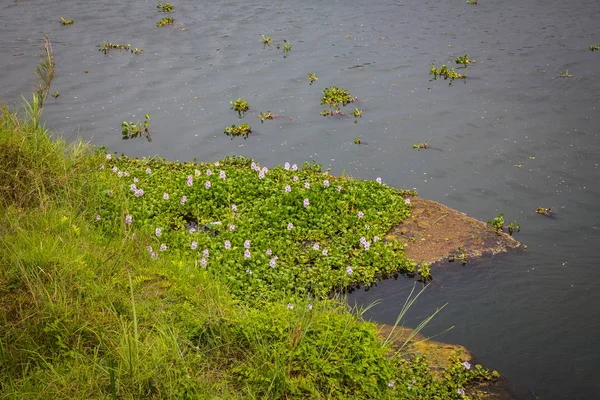 Vista Panoramica Bellissimo Paesaggio Con Flora Fauna Chitwan Nepal — Foto Stock