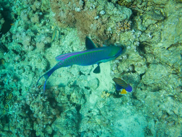 Lori Oxidado Pescado Arrecife Coral Mar Rojo Egipto — Foto de Stock