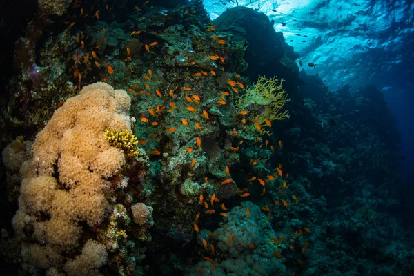 Sharm El-Sheikh, Mısır'daki güzel şeffaf deniz sualtı görünümü