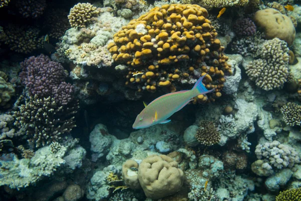 Lori Oxidado Pescado Arrecife Coral Mar Rojo Egipto — Foto de Stock