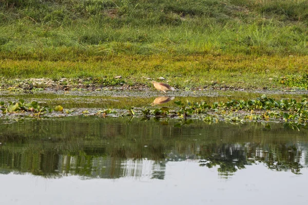 Malerische Aussicht Auf Schöne Landschaft Mit Flora Und Fauna Chitwan — Stockfoto