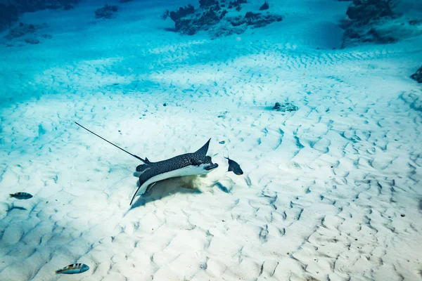 Spotted eagle ray on coral reef of island Cozumel