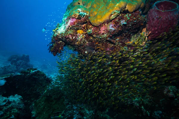 Brote Submarino Flora Fauna Oceánica Bali Indonesia —  Fotos de Stock