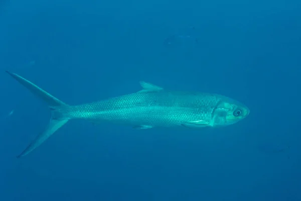 Barracuda Arrecife Coral Fondo Mar Rojo Egipto —  Fotos de Stock