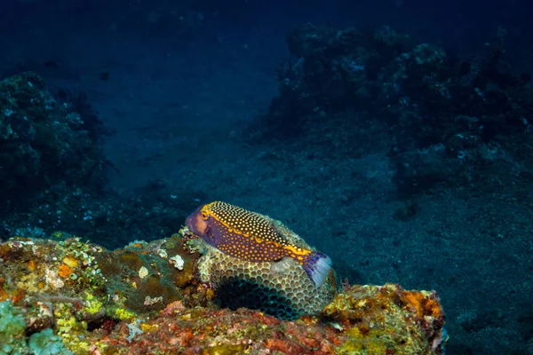 underwater shoot of ocean flora and fauna in Bali, Indonesia