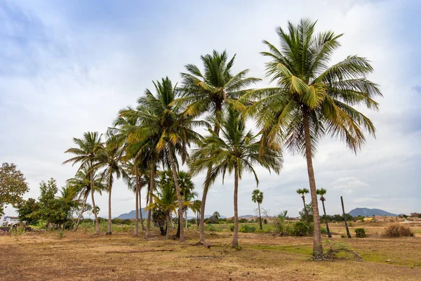 Barrio Agrícola Kerala India Del Sur — Foto de Stock