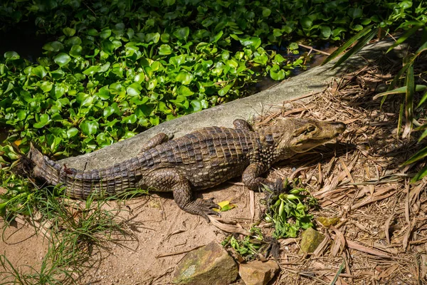 Крокодил Крокодиловой Ферме Самуи Таиланд — стоковое фото