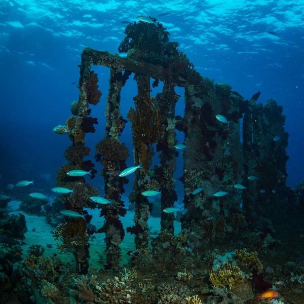 Wunderschönes Korallenriff Roten Meer Sharm Sheikh Ägypten — Stockfoto