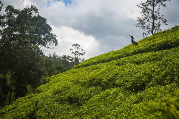 Hermosa Plantación Verde Sri Lanka — Foto de Stock