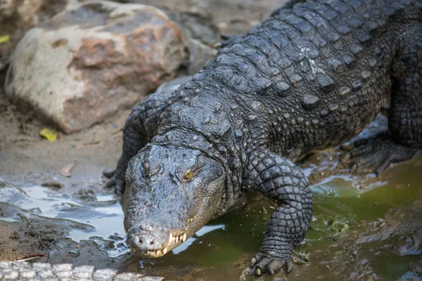 Krokodil Indiase Reserve — Stockfoto