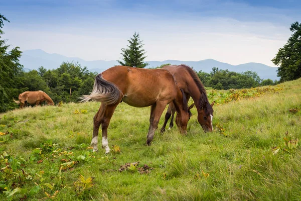 Karpat meadows otlayan atlar