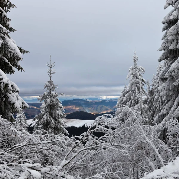 Beautiful Winter Landscape Snow Covered Ukrainian Carpathians Mountains — Stock Photo, Image