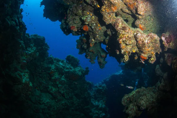 Gyönyörű Trópusi Halak Háttérben Korallzátony Vörös Tenger Sharm Sheikh Egyiptom — Stock Fotó