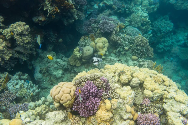 Mercan arothron diadematus balık