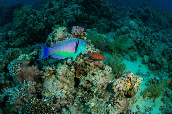 Pez Loro Mero Coral Arrecife Del Mar Rojo — Foto de Stock