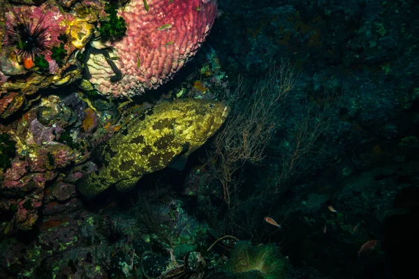Vista Subaquática Malabar Grouper Perto Ilha Koh Tao Tailândia — Fotografia de Stock