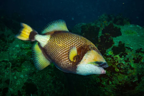 Όμορφο Μεγάλο Triggerfish Κοντά Στο Νησί Τάο Ταϊλάνδη — Φωτογραφία Αρχείου