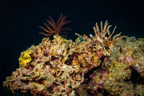 Hermoso Arrecife Coral Por Noche Mar Rojo Sharm Sheikh Egipto —  Fotos de Stock