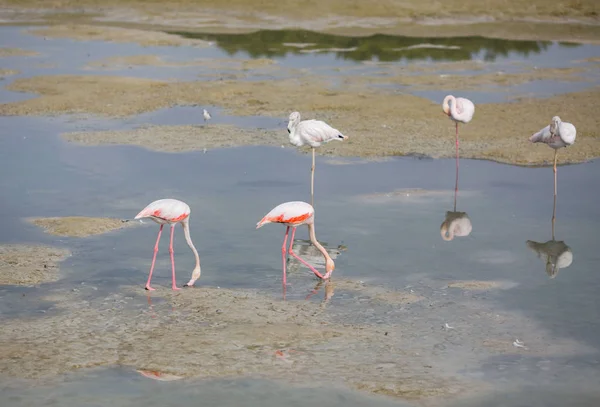 Flamencos Rosados Laguna Ras Khor — Foto de Stock