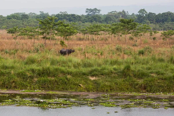 Vista Panoramica Bellissimo Paesaggio Con Flora Fauna Chitwan Nepal — Foto Stock