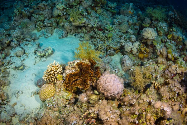 Tridacninae Риф Червоного Моря Шарм Аль Шейх Єгипет — стокове фото