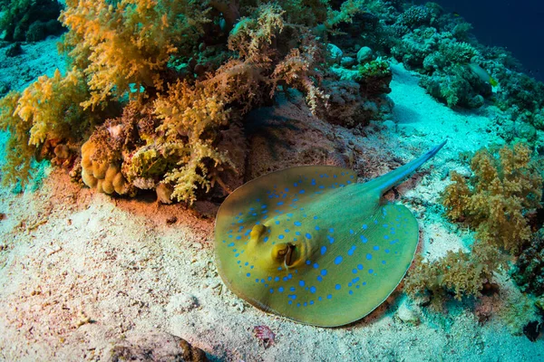 Stingray Recife Coral Sharm Sheih Mar Vermelho Egito — Fotografia de Stock