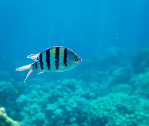 셰이크 이집트 물고기 — 스톡 사진