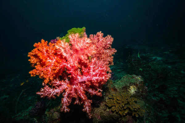 Podvodní Natáčení Oceánu Flóry Fauny Bali Indonésie — Stock fotografie