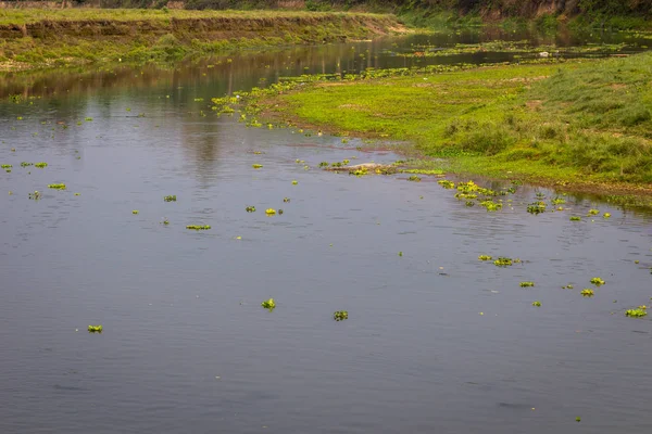 Timsah Chitwan Milli Parkı içinde
