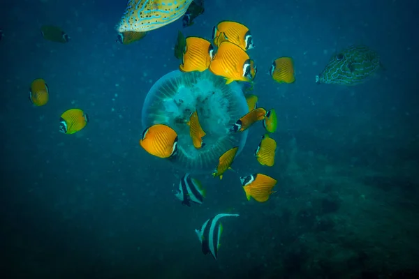 泰国陶岛珊瑚礁上的水母 — 图库照片