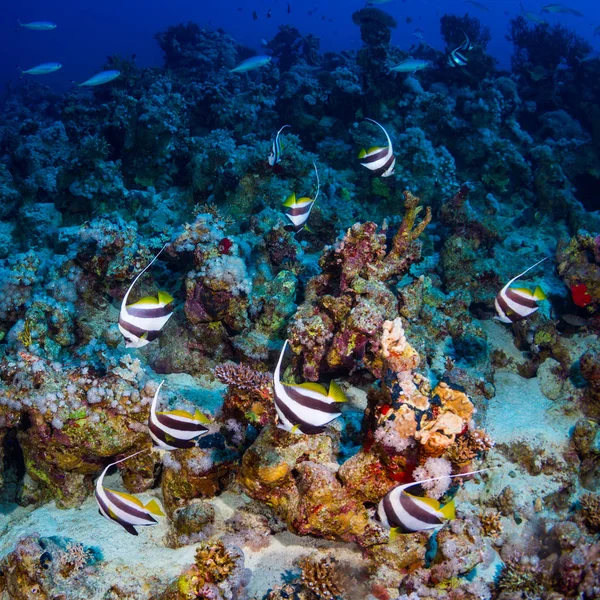 エジプトの紅海のサンゴ礁に紅海 Bannerfishes — ストック写真