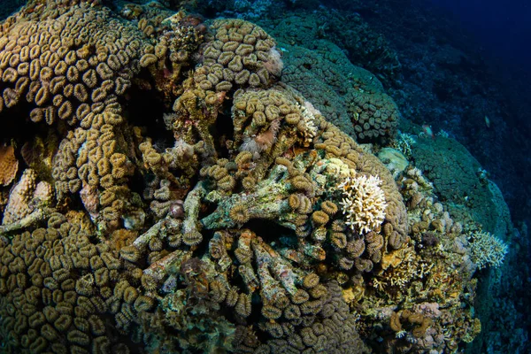 Güzel mercan kayalığı Kızıldeniz, sharm el sheikh, Mısır