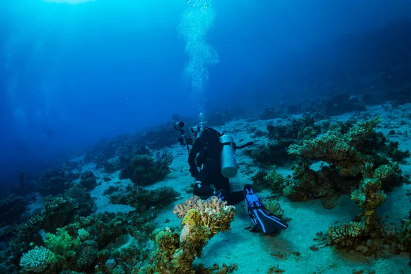 Diver Reaf Röda Havet — Stockfoto