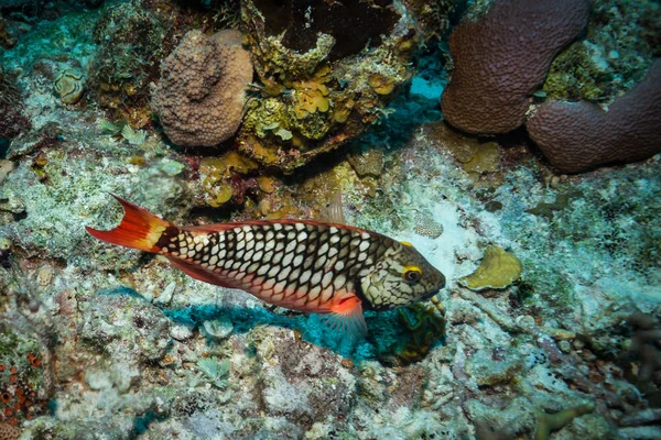 Belo Jardim Coral Baía Dos Porcos Cuba — Fotografia de Stock