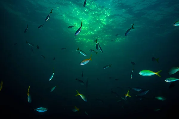 Подводный Вид Красивых Рыб Вблизи Острова Кот Тао Таиланд — стоковое фото