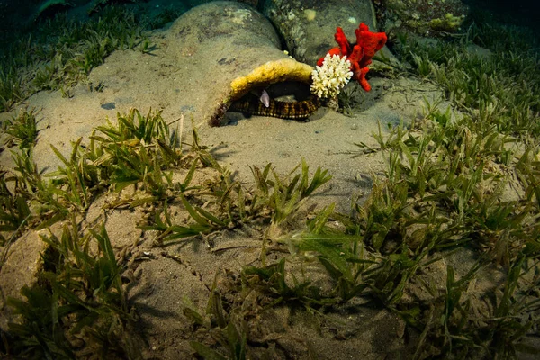 Onderwater Weergave Van Moray Koraal Rif — Stockfoto