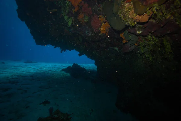 水下拍摄海洋动植物在巴厘岛 印度尼西亚 — 图库照片