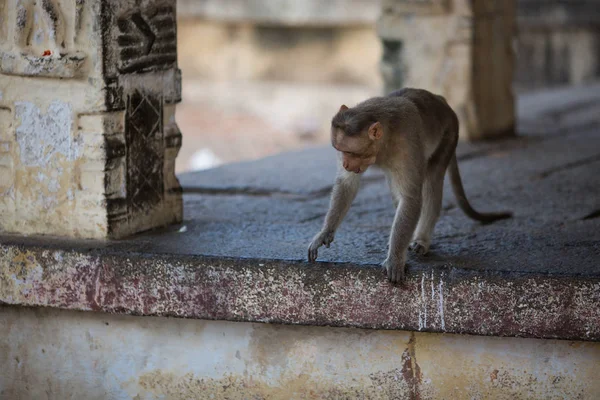 인도의 사원에서 원숭이 — 스톡 사진