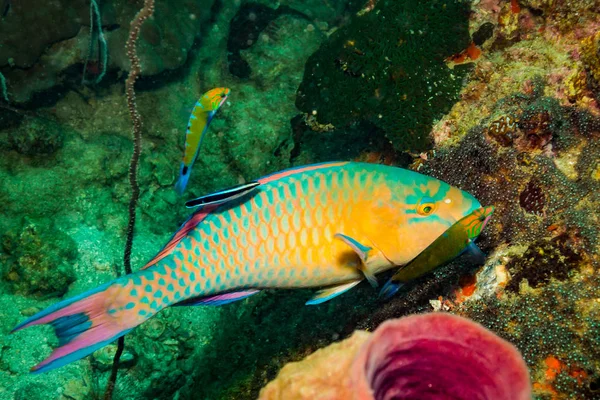 Vue Sous Marine Beaux Poissons Près Île Kot Tao Thaïlande — Photo