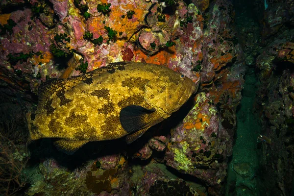 Podwodne Widoki Grouper Malabar Pobliżu Koh Tao Island Tajlandia — Zdjęcie stockowe