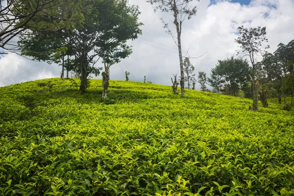 Hermosa Plantación Verde Sri Lanka — Foto de Stock