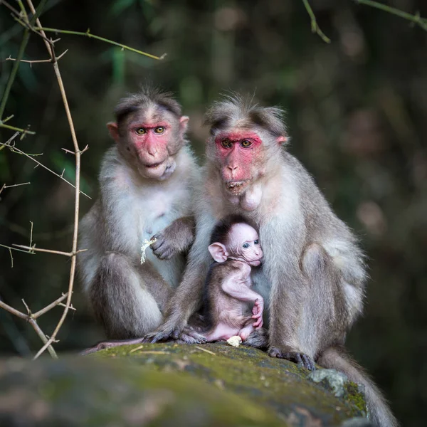 Familie Van Apen Jungle Zitten — Stockfoto