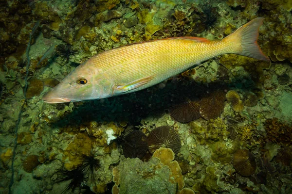Undervattensvy Vacker Fisk Revet Nära Kot Tao Island Thailand — Stockfoto