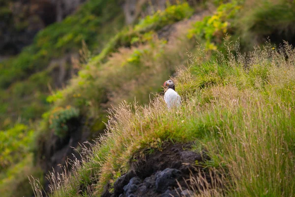 Puffins Sulle Rocce Vicino Alla Città Islandese — Foto Stock